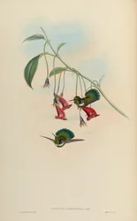 Schistes personata = Schistes geoffroyi albogularis